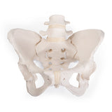 Pelvis Model | Bungee Flexible-Teaching Aids-Birth Supplies Canada