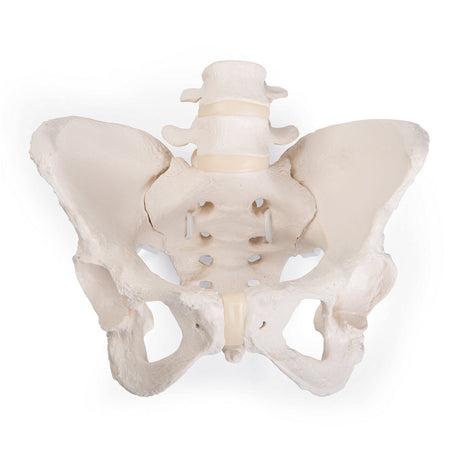 Pelvis Model | Bungee Flexible-Teaching Aids-Birth Supplies Canada