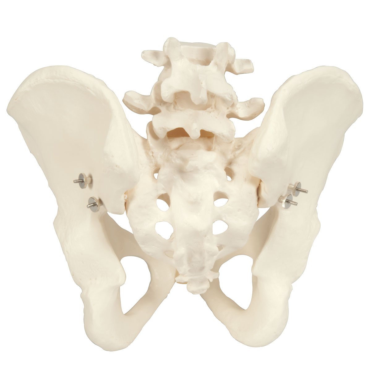 Pelvis Model with Adjustable Screws-Teaching Aids-Birth Supplies Canada