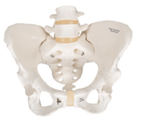 Pelvis Model with Adjustable Screws-Teaching Aids-Birth Supplies Canada