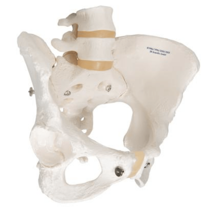 Pelvis Model with Adjustable Screws-Teaching Aids-Birth Supplies Canada