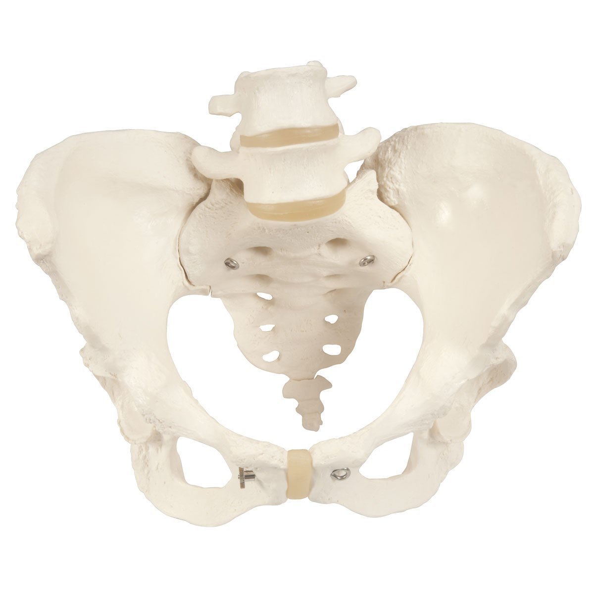 Pelvis Model with Adjustable Screws-Teaching Aids-Birth Supplies Canada