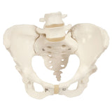 Pelvis Model with Adjustable Screws-Teaching Aids-Birth Supplies Canada