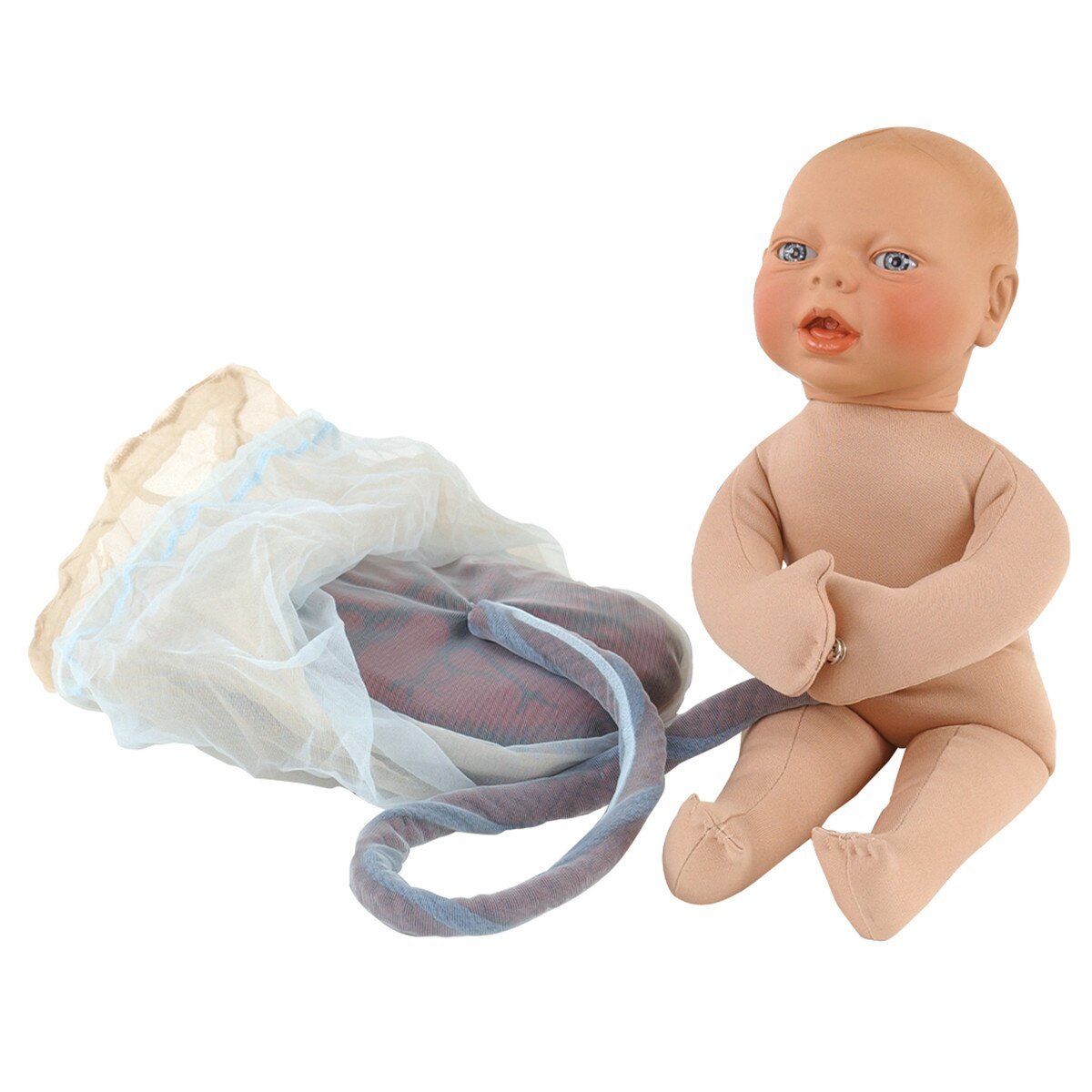 Placenta/Cord/Amnion/Chorion Model-Teaching Aids-Birth Supplies Canada