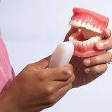 Plaque Hunter Demonstration Model-Teaching Aids-Birth Supplies Canada