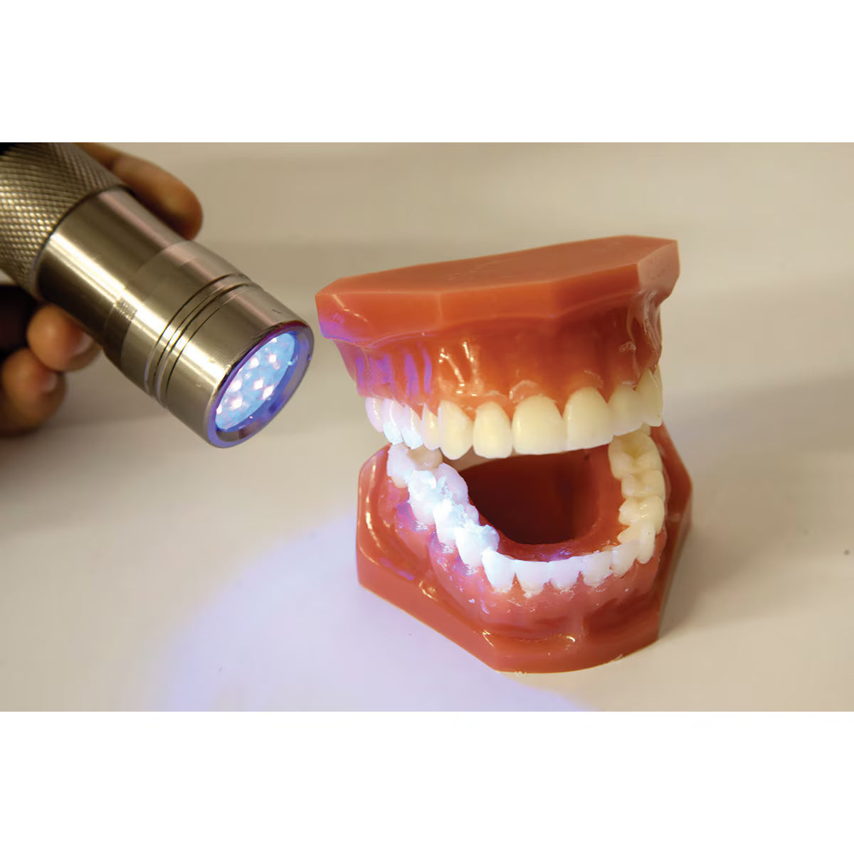 Plaque Hunter Demonstration Model-Teaching Aids-Birth Supplies Canada