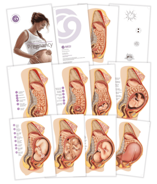 Pregnancy Charts – Desk Set Series-Teaching Aids-Birth Supplies Canada