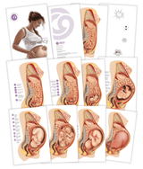 Pregnancy Charts – Desk Set Series-Teaching Aids-Birth Supplies Canada