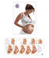 Pregnancy Charts – Desk Set Series-Teaching Aids-Birth Supplies Canada