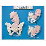 Six Essential Labor and Birth Charts (6), English/Spanish-Teaching Aids-Birth Supplies Canada