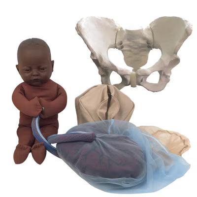 Standard Pelvis Model Set With Fetal Model-Teaching Aids-Birth Supplies Canada