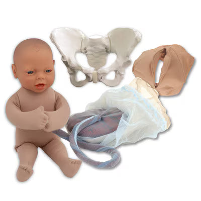 Standard Pelvis Model Set With Fetal Model-Teaching Aids-Birth Supplies Canada