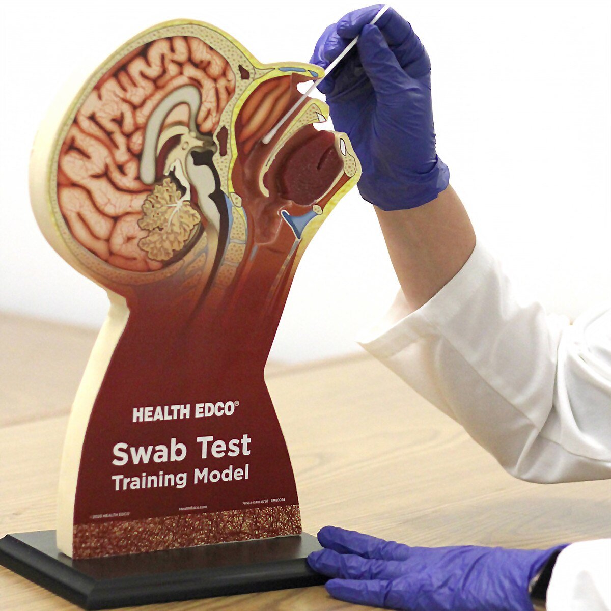 Swab Test Training Model – Nasopharyngeal & Oral Cavity Trainer-Teaching Aids-Birth Supplies Canada