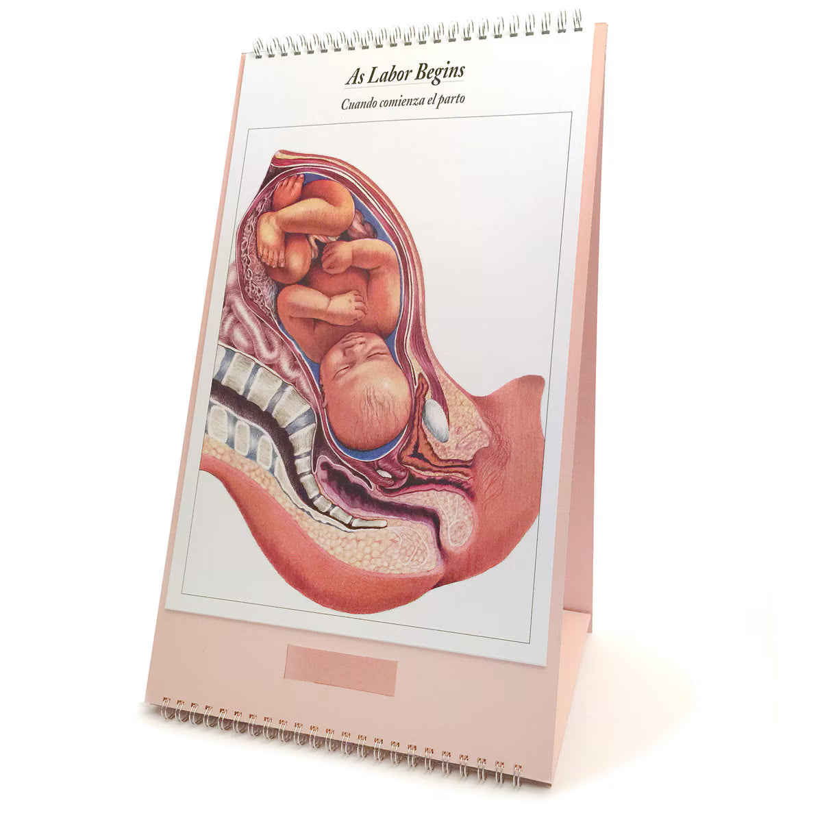 The Process of Giving Birth Flip Chart, English/Spanish-Teaching Aids-Birth Supplies Canada