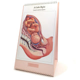 The Process of Giving Birth Flip Chart, English/Spanish-Teaching Aids-Birth Supplies Canada