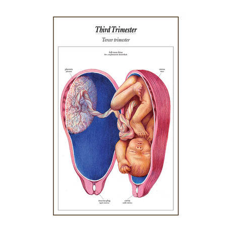 The Process of Giving Birth Flip Chart, English/Spanish-Teaching Aids-Birth Supplies Canada