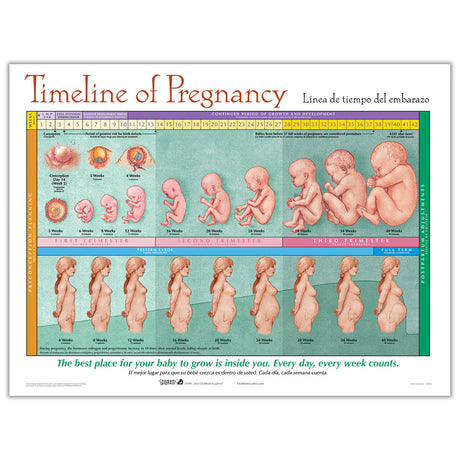 Timeline of Pregnancy Chart – Laminated Bilingual-Teaching Aids-Birth Supplies Canada