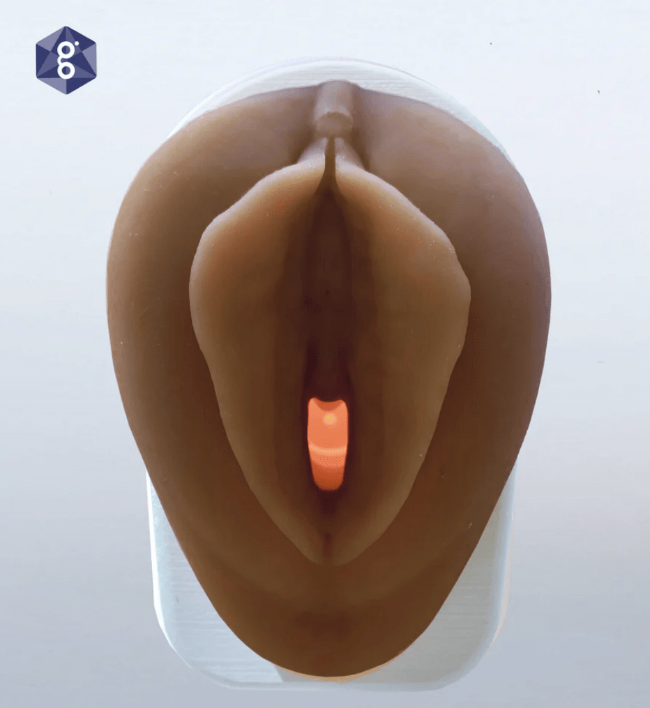 Vulva Model with Vaginal Canal | Healthcare Teaching Aid-Teaching Aids-Birth Supplies Canada