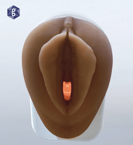 Vulva Model with Vaginal Canal | Healthcare Teaching Aid-Teaching Aids-Birth Supplies Canada
