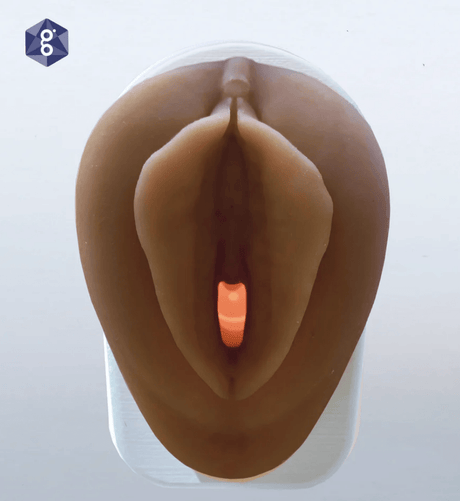 Vulva Model with Vaginal Canal | Healthcare Teaching Aid-Vaginal Exam Supplies-Birth Supplies Canada