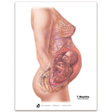 With Child™ Conception to Birth Chart Set (7)-Teaching Aids-Birth Supplies Canada