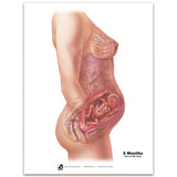 With Child™ Conception to Birth Chart Set (7)-Teaching Aids-Birth Supplies Canada