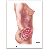 With Child™ Conception to Birth Chart Set (7)-Teaching Aids-Birth Supplies Canada