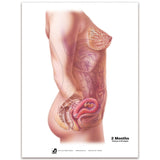 With Child™ Conception to Birth Chart Set (7)-Teaching Aids-Birth Supplies Canada