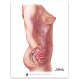 With Child™ Conception to Birth Chart Set (7)-Teaching Aids-Birth Supplies Canada