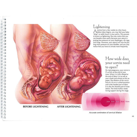 With Child™ Desk Version – 78-Page Prenatal Education Book-Teaching Aids-Birth Supplies Canada