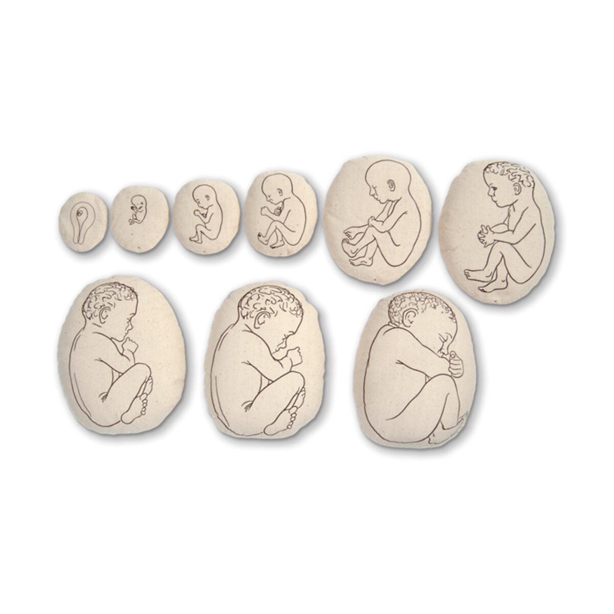 Womb to Grow™ Model Set (9) – Fetal Development Teaching Models-Teaching Aids-Birth Supplies Canada