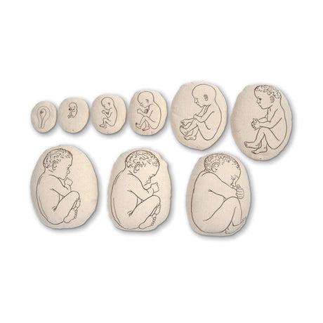 Womb to Grow™ Model Set (9) – Fetal Development Teaching Models-Teaching Aids-Birth Supplies Canada